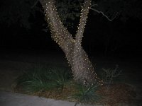 IMG 0397