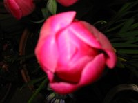 IMG 9831