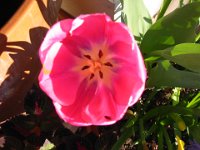 IMG 9863