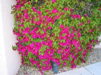 IMG 9896