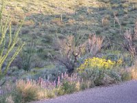 Tucson
