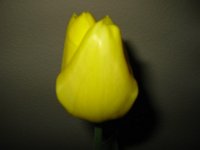 IMG 9861