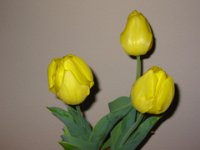 IMG 9882