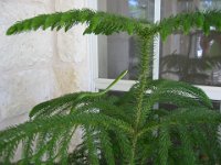 IMG 0480