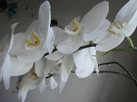 DSC07782