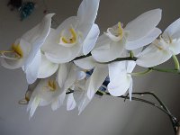DSC07783