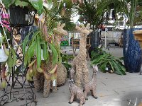 DSC08005