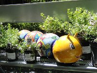 DSC08020