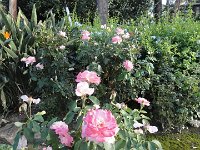 DSC03984