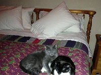 IMG950005