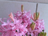 IMG 20130126 102240