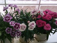 IMG 20130126 102341