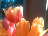 IMG 20140116 075311