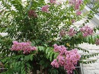 DSC00070