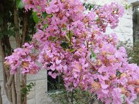 DSC00071