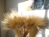 DSC00519