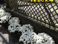 DSC00697