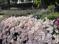 DSC00717