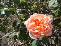 DSC00720