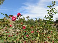 DSC00726