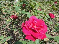 DSC00727