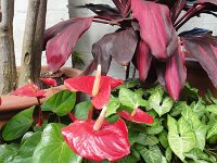 DSC00749
