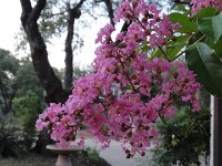 DSC09987