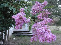 DSC09992