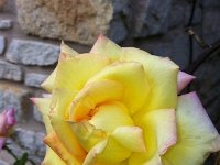 IMG 0973