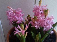 IMG 20130126 103050