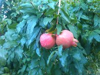 IMG 20140822 072124