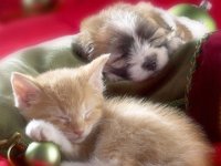 Kitten-and-Puppy-kittens-12929278-1600-1200