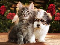 Kittens Puppies 08 05 ccnan