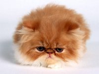 Persian1