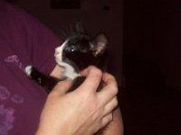 Picture 005