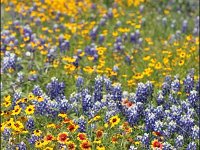 Texas-Wildflowers-by-Cynthia-Wenslow1