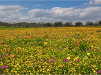 Texas-Wildflowers-near-San-Antonio