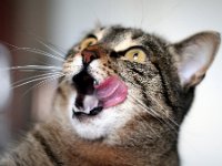awesomely-cute-cats-893
