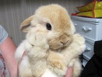 big-cute-bunny-big