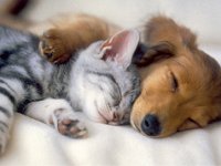 cute-puppies-and-kittens
