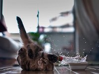 kitten