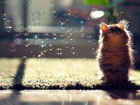 Kitten Observes Transit of Bubbles : looking up, backlight, bubbles, kitten, carpet, 猫, persian, 子猫, green, glow, cat, シャボン玉