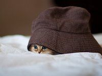 kitten011 : 子猫, cat, Tokyo, 東京, kitten, daisy, 猫, Places, Japan