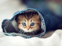 kitten11