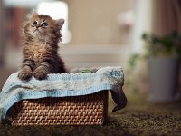 kitten12
