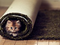 kitten14