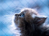kitten20