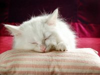 persian-cat-pictures-2