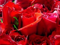 red-roses-pretty-flowers
