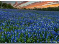 Bluebonnet Pictures - Sunset over a Bluebonnet Field  This bluebonet image comes from Ennis, Texas. The evening was calm after a storm had passed. The The setting sun had lit up the remaining clouds in the sky. The field of our favorite Texas Wildflowers was still and serene. I drove a long way in the Spring of 2013 in search of bluebonnets and other wildflowers. Unfortunately, it was not a great year for color. This field was one of the few bluebonnet displays in the state of Texas this year. : Bluebonnet pictures, Bluebonnet images, texas wildflower images, texas wildflower pictures, texas wildflowers, ennis bluebonnets, bluebonnets ennis, rob greebon